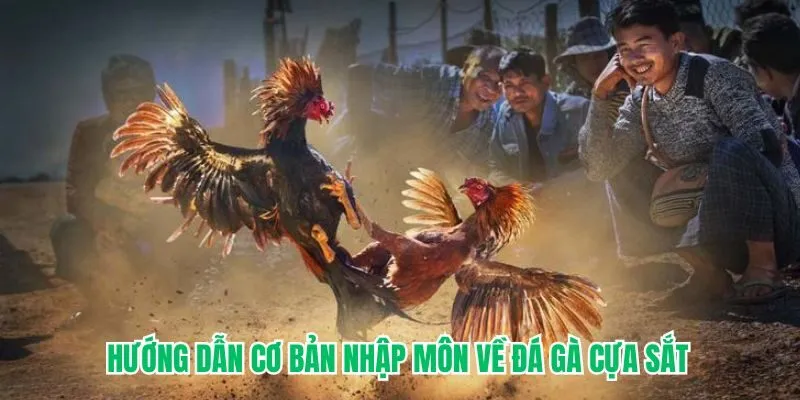 Hướng dẫn cơ bản nhập môn về chọi gà cựa sắt