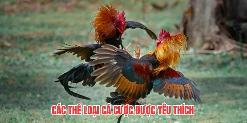 Các thể loại cá cược được yêu thích