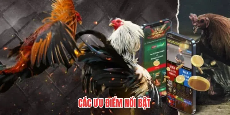 Ưu điểm nổi bật của sảnh đá gà WS168