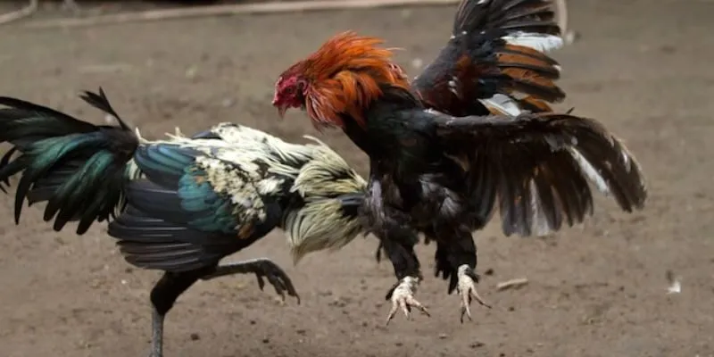 Những hình thức tham gia đá gà phổ biến tại SV388