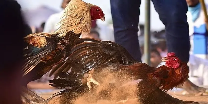 Đá Gà SV388 - Hình Thức Cá Cược Thu Hút Đông Đảo Người Chơi